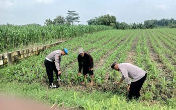 Polsek Megaluh Dampingi Petani Jagung Wujudkan Ketahanan Pangan Nasional