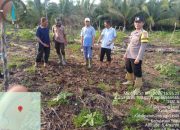 Bhabinkamtibmas Concong Monitoring Tanaman Jagung untuk Swasembada Pangan Nasional