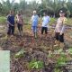 Bhabinkamtibmas Concong Monitoring Tanaman Jagung untuk Swasembada Pangan Nasional