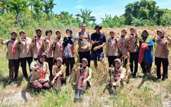 Masuki Fase Berbuah, Jagung Binaan Polsek Rupat Diproyeksikan Panen Juni 2026