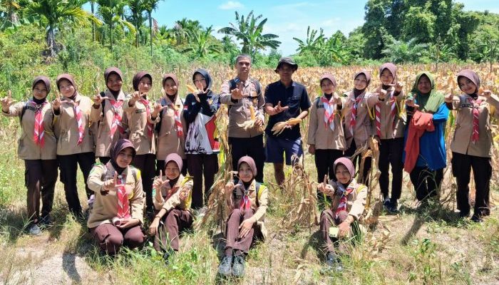 Masuki Fase Berbuah, Jagung Binaan Polsek Rupat Diproyeksikan Panen Juni 2026
