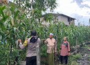 Polisi Cinta Petani, Bhabinkamtibmas Tagaraja Pantau Tanaman Jagung