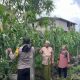 Polisi Cinta Petani, Bhabinkamtibmas Tagaraja Pantau Tanaman Jagung