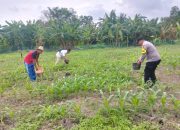 Bhabinkamtibmas Air Tawar Monitoring Perawatan Jagung, Dukung Ketahanan Pangan