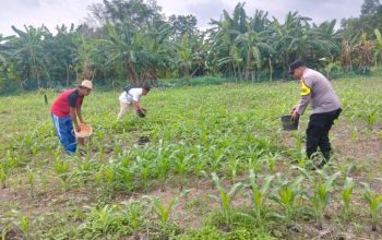 Bhabinkamtibmas Air Tawar Monitoring Perawatan Jagung, Dukung Ketahanan Pangan