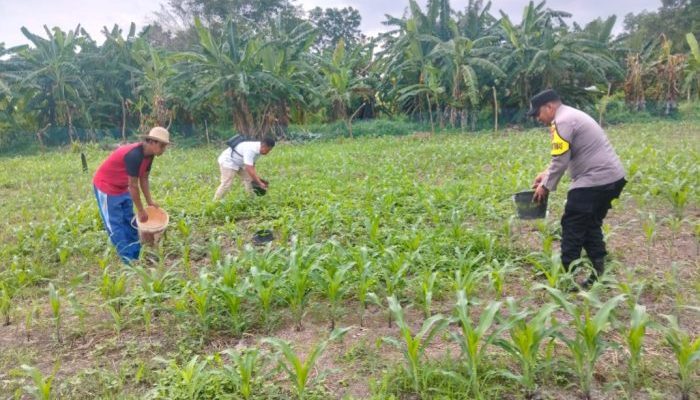 Bhabinkamtibmas Air Tawar Monitoring Perawatan Jagung, Dukung Ketahanan Pangan