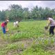 Bhabinkamtibmas Air Tawar Monitoring Perawatan Jagung, Dukung Ketahanan Pangan