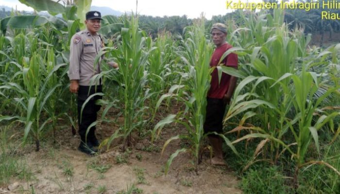 Bhabinkamtibmas Desa Batu Ampar Pantau Pertumbuhan Jagung Hibrida Dukung Ketahanan Pangan