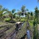 Dukung Ketahanan Pangan, Polsek Concong Cek Bibit Kangkung di Sungai Berapit