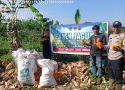 Dukung Ketahanan Pangan, Aipda Ali Ikut Panen Jagung Bersama Kelompok Tani
