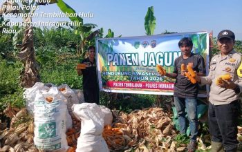 Dukung Ketahanan Pangan, Aipda Ali Ikut Panen Jagung Bersama Kelompok Tani