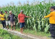 Tanaman Jagung Tumbuh Subur, Polsek Jogoroto Optimistis Panen Warga Meningkat