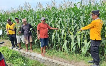 Tanaman Jagung Tumbuh Subur, Polsek Jogoroto Optimistis Panen Warga Meningkat