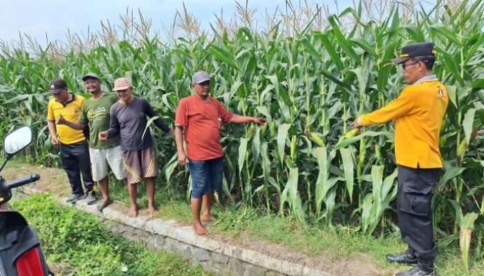 Tanaman Jagung Tumbuh Subur, Polsek Jogoroto Optimistis Panen Warga Meningkat
