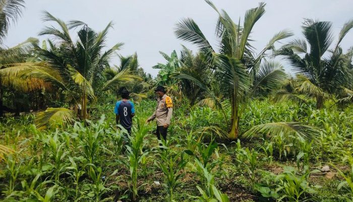 Dukung Swasembada Pangan, Bhabinkamtibmas Desa Sungai Berapit Dampingi Petani Jagung