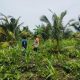 Dukung Swasembada Pangan, Bhabinkamtibmas Desa Sungai Berapit Dampingi Petani Jagung