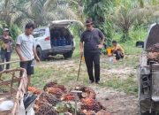 Harga Sawit Riau Periode Juni 2026 Naik, Umur Tanam 9 Tahun Nikmati Harga Tertinggi