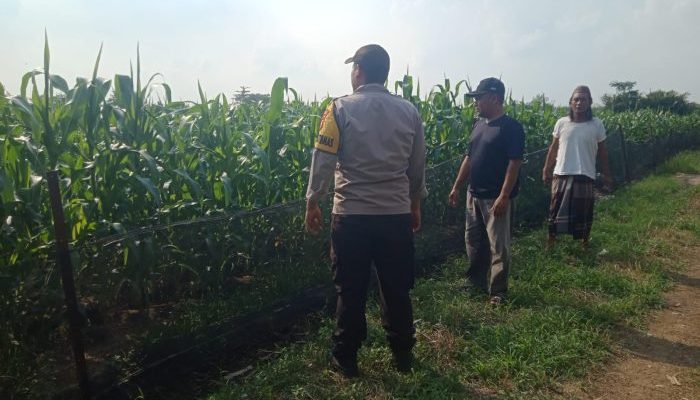 Polisi dan Petani Bersinergi Optimalkan Lahan Jagung, Dukung Swasembada Pangan Nasional