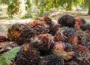 Dipicu Kenaikan Harga CPO dan Kernel, TBS Sawit Riau Naik Hingga 1,99 Persen