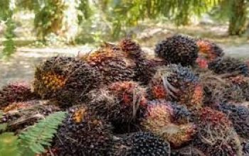 Dipicu Kenaikan Harga CPO dan Kernel, TBS Sawit Riau Naik Hingga 1,99 Persen