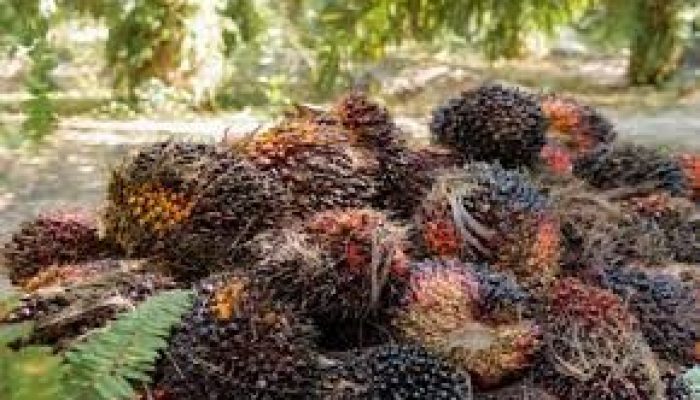 Dipicu Kenaikan Harga CPO dan Kernel, TBS Sawit Riau Naik Hingga 1,99 Persen