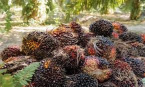 Dipicu Kenaikan Harga CPO dan Kernel, TBS Sawit Riau Naik Hingga 1,99 Persen