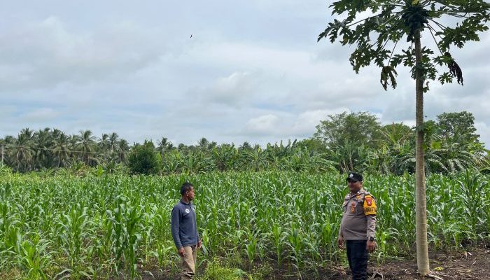 Bhabinkamtibmas Desa Air Tawar Dampingi Petani Jagung, Dukung Ketahanan Pangan Nasional