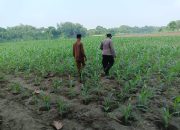 Sambangi Lahan Jagung, Polsek Ploso Perkuat Pendampingan Petani di Jombang