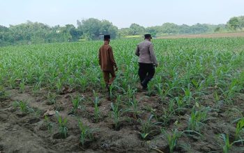 Sambangi Lahan Jagung, Polsek Ploso Perkuat Pendampingan Petani di Jombang