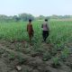Sambangi Lahan Jagung, Polsek Ploso Perkuat Pendampingan Petani di Jombang