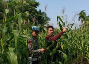 Dukung Asta Cita, Polsek KSKP Tembilahan Tinjau Perkembangan Jagung