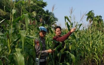 Dukung Asta Cita, Polsek KSKP Tembilahan Tinjau Perkembangan Jagung
