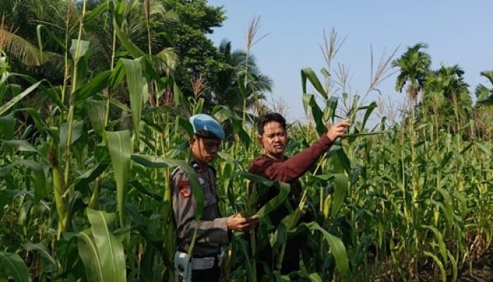 Dukung Asta Cita, Polsek KSKP Tembilahan Tinjau Perkembangan Jagung