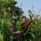 Dukung Asta Cita, Polsek KSKP Tembilahan Tinjau Perkembangan Jagung