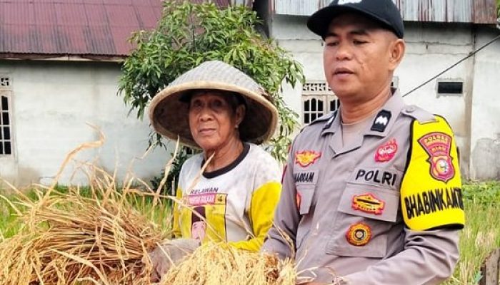 Bhabinkamtibmas Desa Sanglar Dampingi Panen Padi, Dukung Program Asta Cita