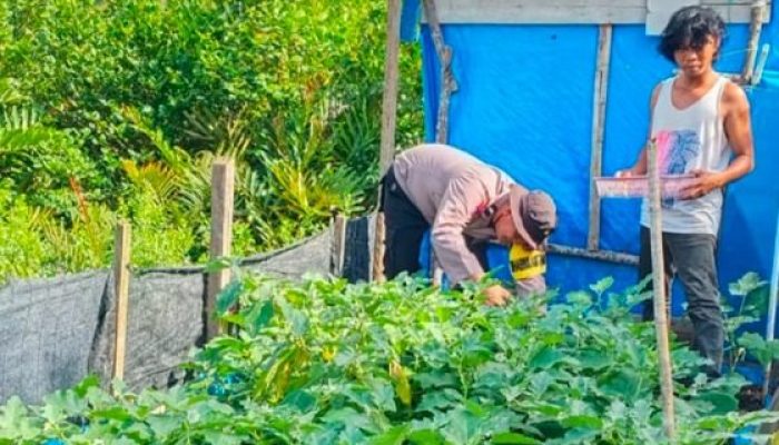 Dukung Swasembada Pangan, Bhabinkamtibmas Sungai Simbar Dampingi Petani Sayuran