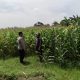 Polsek Sumobito Tinjau Lahan Jagung Binaan, Dukung Program Ketahanan Pangan