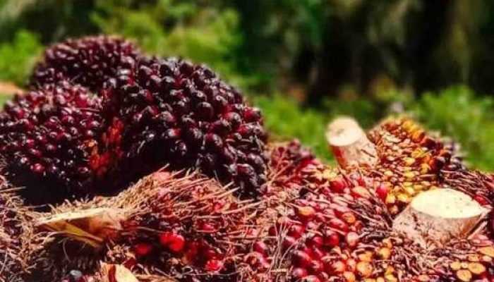 Harga CPO dan Kernel Turun, TBS Sawit Plasma Riau Ikut Terkoreksi