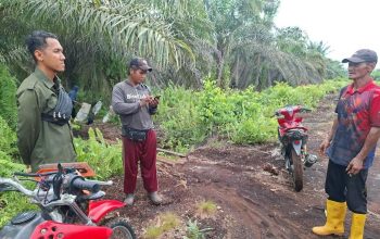 Pekerja Sawit di Siak Nyaris Diserang Harimau Sumatera, BBKSDA Riau Tingkatkan Mitigasi