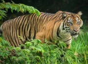 Harimau Sumatera Terkam Pekerja di Teluk Lanus, Korban Dilarikan ke RSUD Tengku Rafian