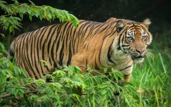 Harimau Sumatera Terkam Pekerja di Teluk Lanus, Korban Dilarikan ke RSUD Tengku Rafian