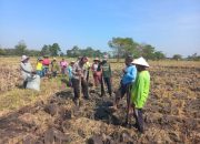 Dukung Asta Cita, Polsek Diwek Tanam Jagung Bersama Kelompok Tani di Desa Keras