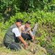 Tanam 100 Mangrove, Polsek Kawasan Pelabuhan Tembilahan Perkuat Pelestarian Lingkungan