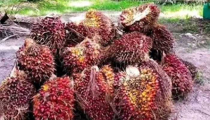 Harga TBS Sawit Riau Naik, Umur 9 Tahun Tembus Rp3,913 per Kilogram