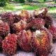 Harga TBS Sawit Riau Naik, Umur 9 Tahun Tembus Rp3,913 per Kilogram