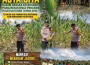 Bhabinkamtibmas Air Tawar Kawal Program Ketahanan Pangan, Pantau Pertumbuhan Jagung Kelompok Tani