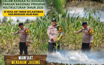Bhabinkamtibmas Air Tawar Kawal Program Ketahanan Pangan, Pantau Pertumbuhan Jagung Kelompok Tani