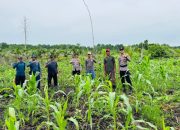 Dukung Program Asta Cita, Bhabinkamtibmas Concong Dampingi Petani Jagung