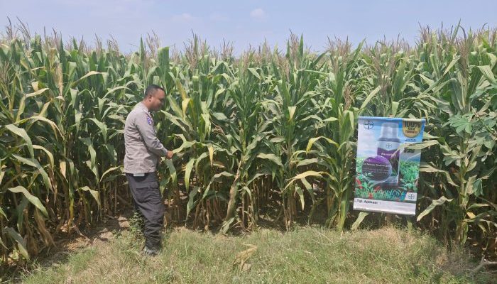 Jelang Panen, Polsek Mojoagung Pantau Perkembangan Jagung Petani di Desa Betek