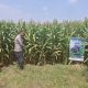 Jelang Panen, Polsek Mojoagung Pantau Perkembangan Jagung Petani di Desa Betek